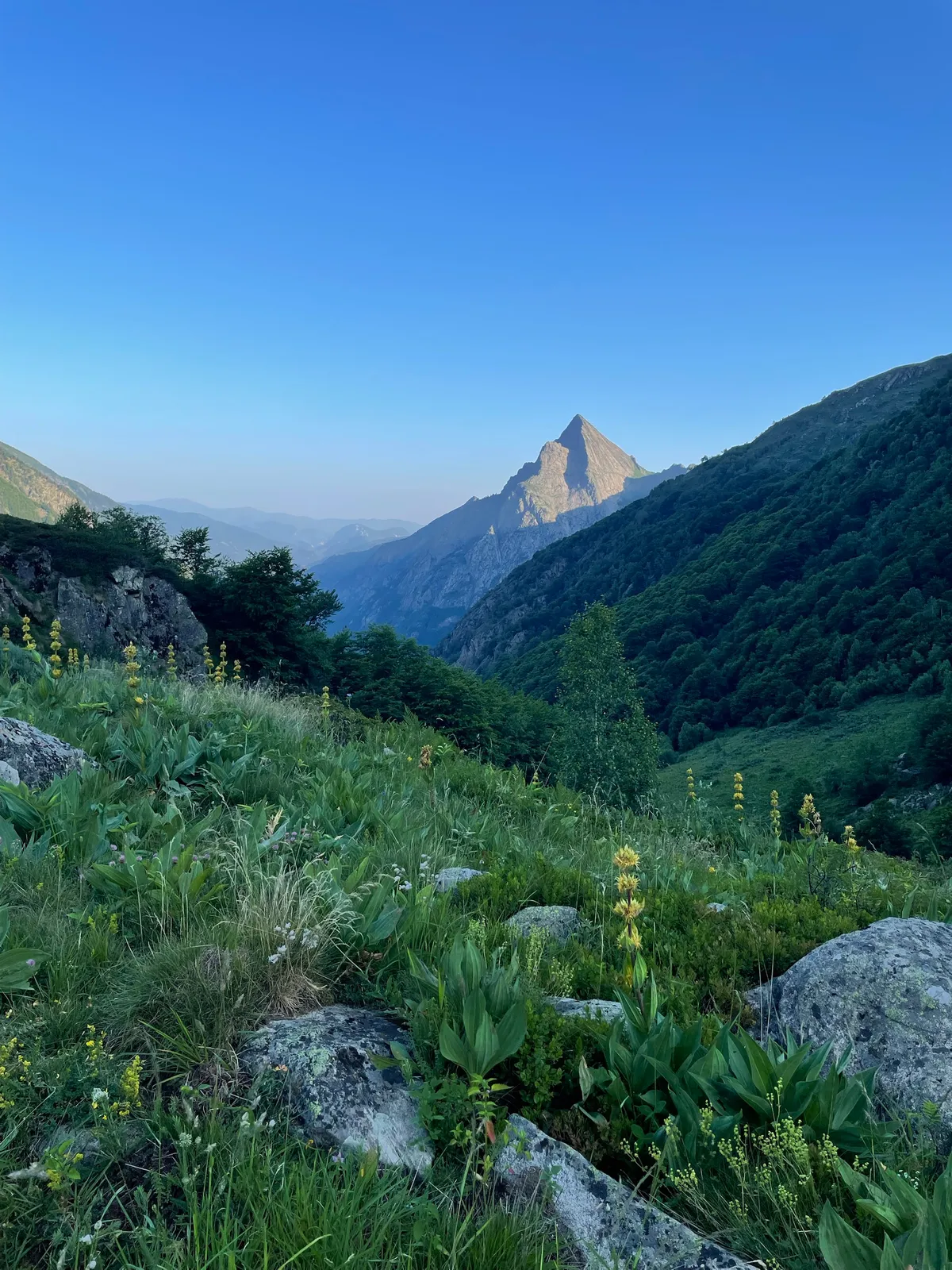 Sommet pyramidal à la lumière du matin, prairie fleurie au premier plan